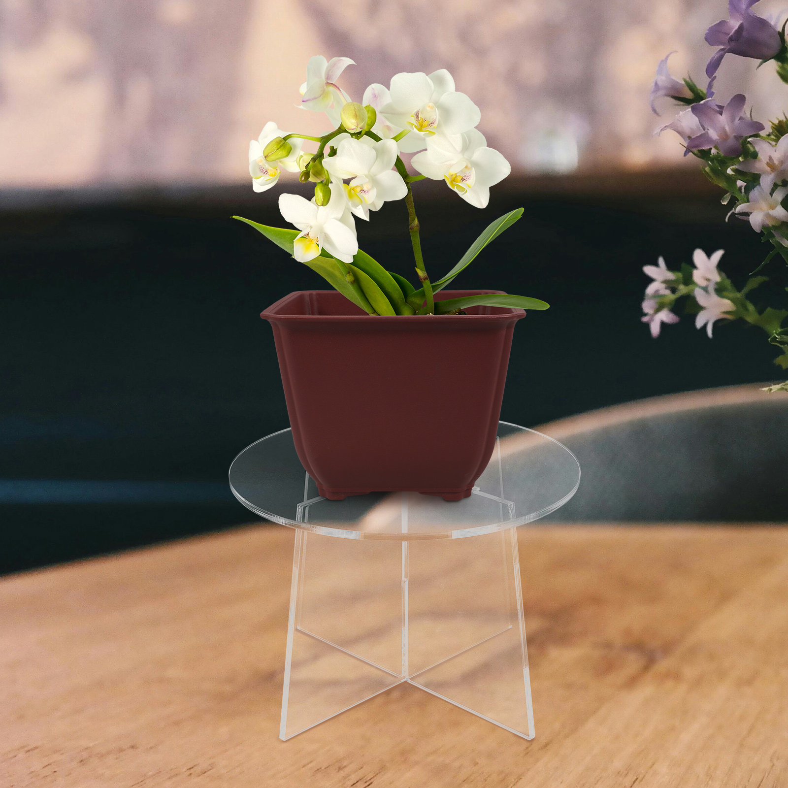 Soporte de acrílico para plant - Bonsai Garden Display reseña y precio