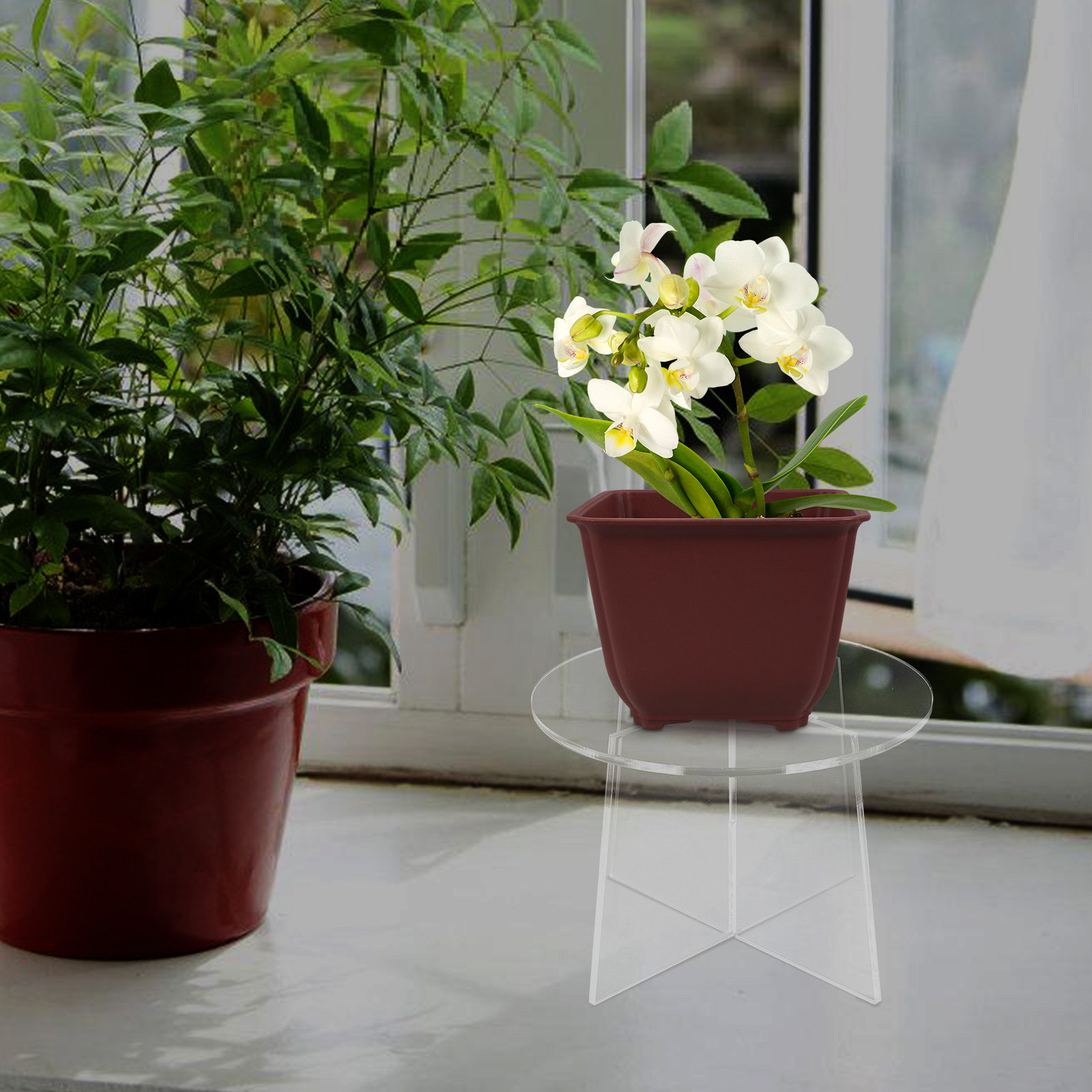 Soporte de acrílico para plant - Bonsai Garden Display reseña y precio